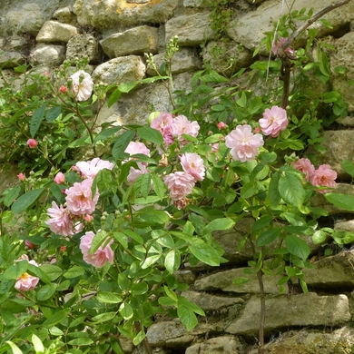 Les jardins secrets de Senlis...