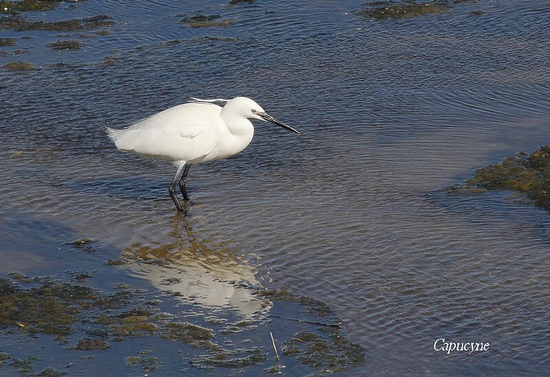 aigrette-garzette 2165