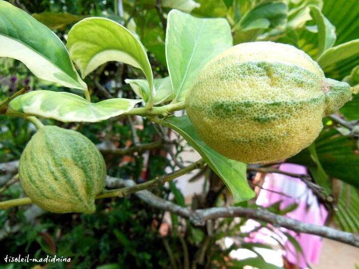 citrons panachés