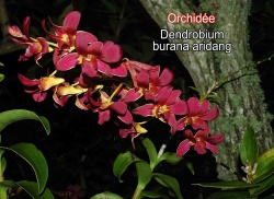 Dendrobium burana