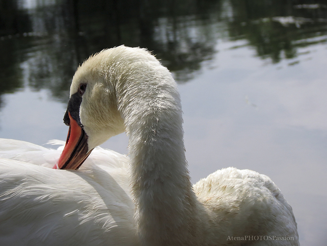 Cygne