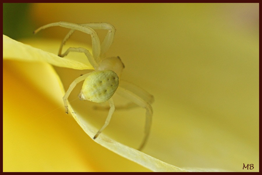 Arachnides-03-0011.jpg
