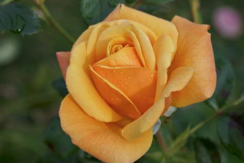 Le cartoscope du mercredi 20 octobre 2021