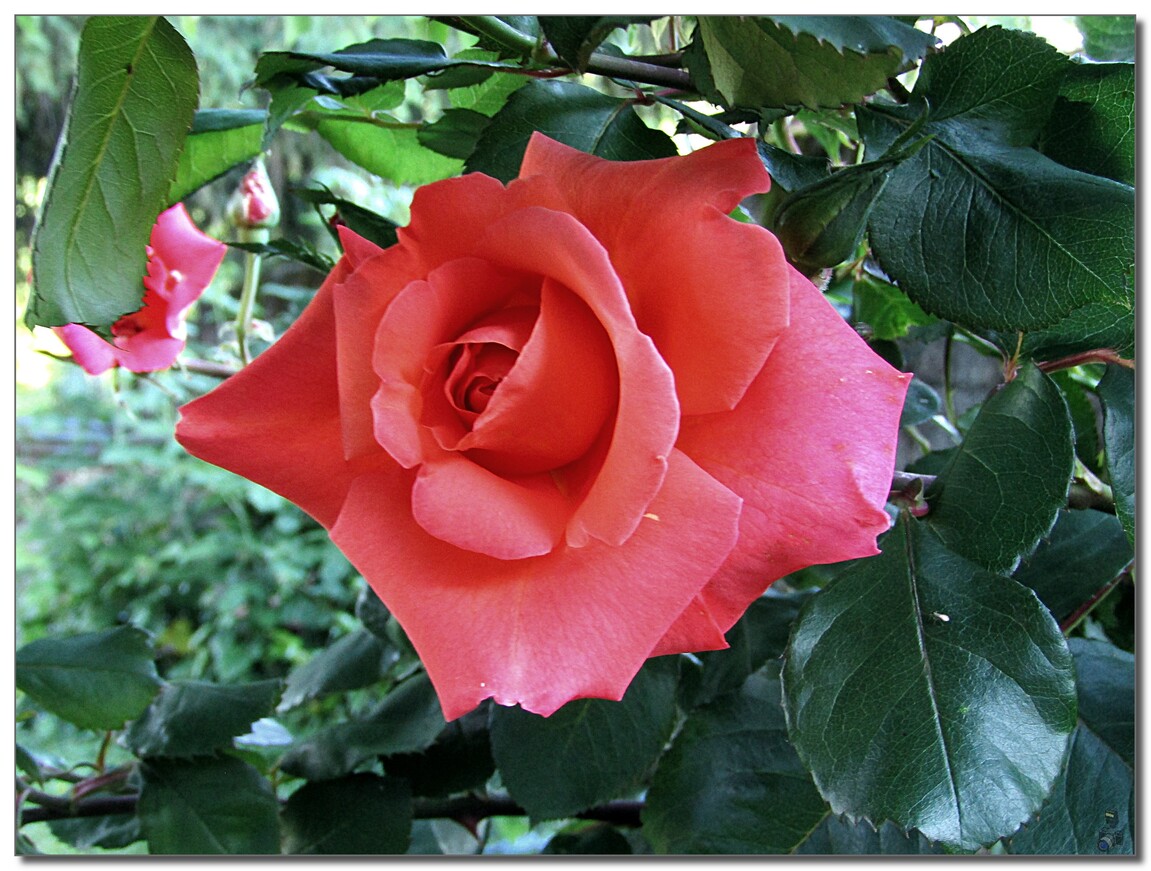 MES  ROSES  ROUGE  DU  JARDIN  2021