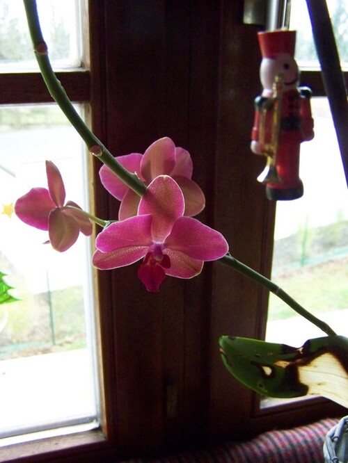 Mon orchidée en janvier