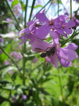 Les abeilles sauvages