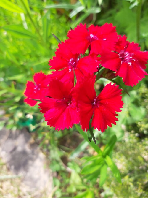 Un petit tour dans le jardin