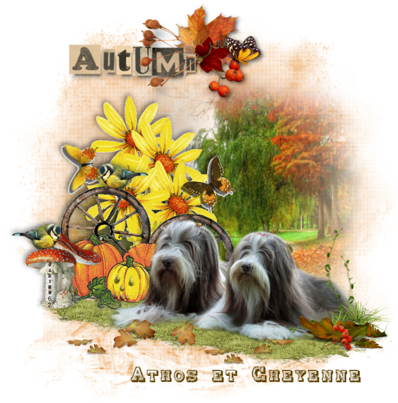 bonne semaine  d' ♥Athos & Cheyenne ♥