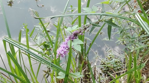 À l'étang de Villetard