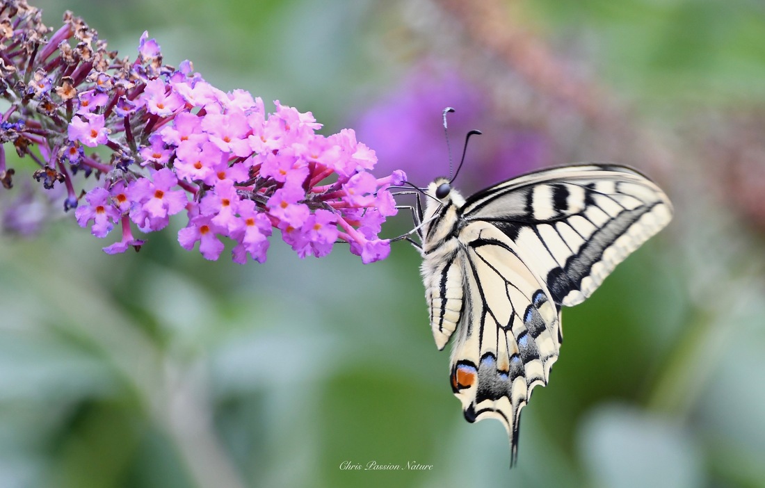 Machaon ( ou grand porte-queue )