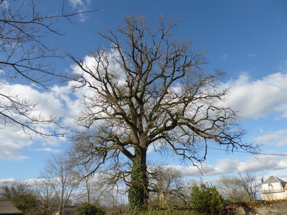 Ambernac,Charente 