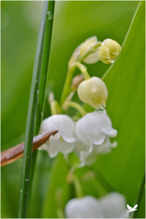 Un 1er mai après  la pluie