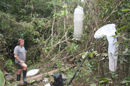 Inventaire des lépidoptères Guyane Mars 2016