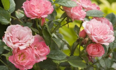 8 types de roses à cultiver dans votre jardin | Trucs pratiques