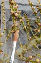 Butia odorata - floraisons et hybridation