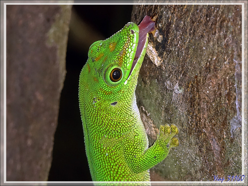 Promenade dans la forêt de Nosy Sakatia : Rencontre avec un Géant vert gourmand ... Gecko géant de Madagascar (Phelsuma madagascariensis) - Madagascar