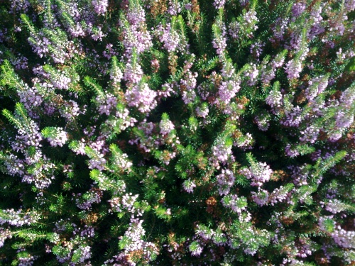 QUELQUES FLEURS DE BRETAGNE   VANNES