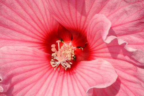 Coeur de fleurs