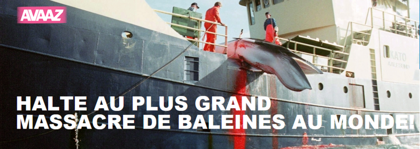 ~ Halte Au Plus Grand Massacre De Baleines Au Monde! ~