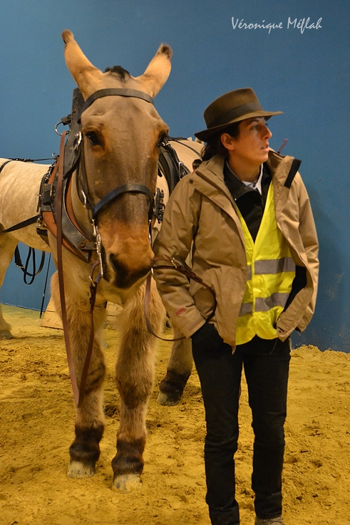 Salon International de l'Agriculture : Un mulet poitevin qui se fait remarquer !