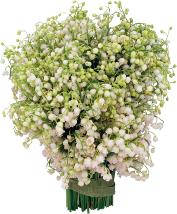 Muguet ( bouquet )