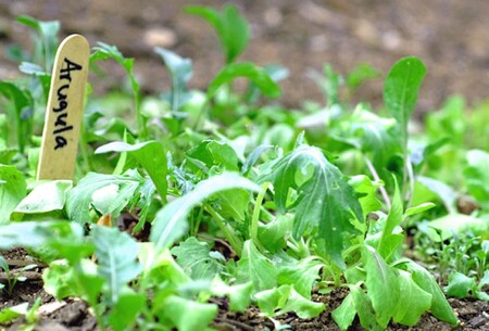 Fruits et légumes qui poussent d’une façon que vous n’imaginiez pas