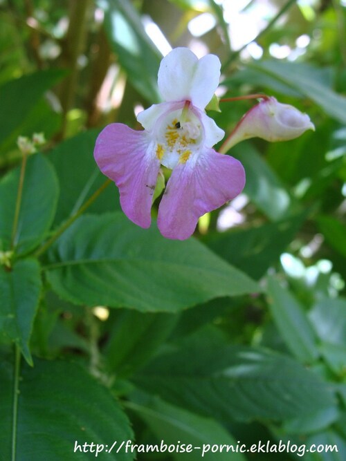 Balsamine des bois