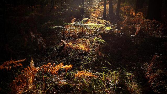La forêt de Paimpont (Brocéliande), là où mythes et mystères s'entremêlent