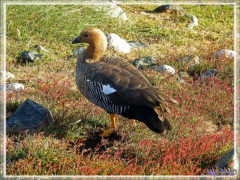 Ouette ou Oie ou Bernache de Magellan, Upland goose, Cauquén (Chloephaga picta) - Île Magdalena - Patagonie - Chili