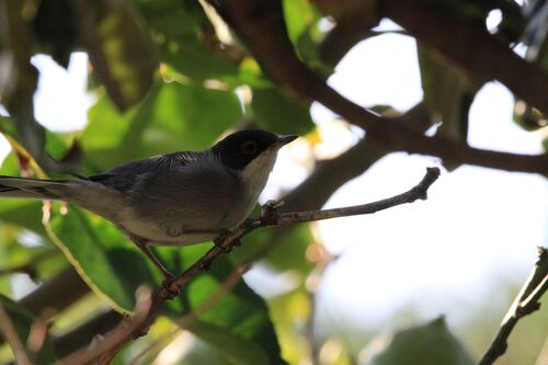 Fauvette Mélanocéphale (Sardinian Warbler)