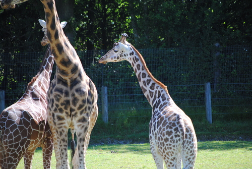 Girafes d'Afrique.