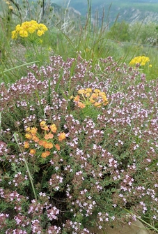 Pivoine et Roc Mérigou