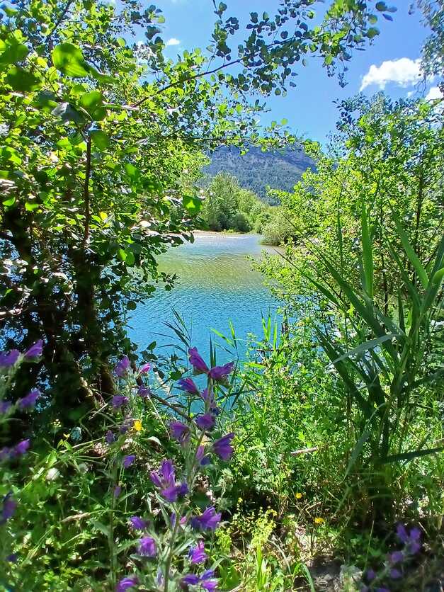 Peut être une image de myosotis et lac