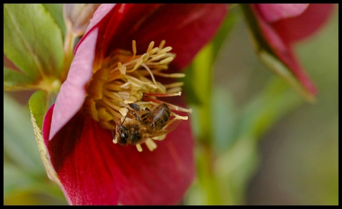 Ma vision du jardin ...