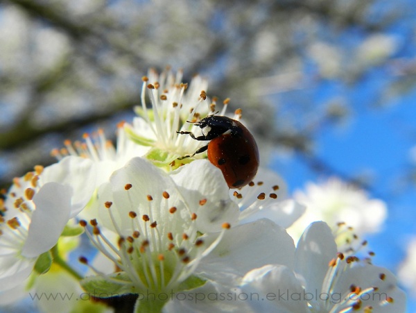 Coccinelle