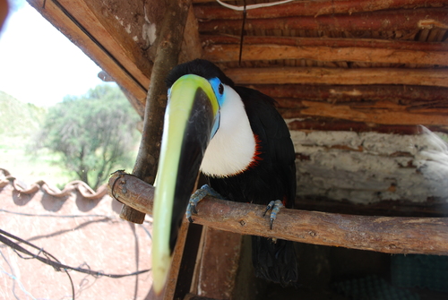 Le sanctuaire des animaux et pisac. 