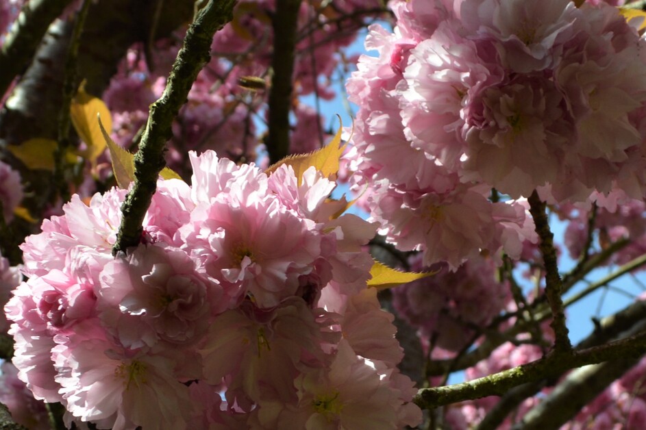 Le cerisier japonais... mon marronnier de printemps