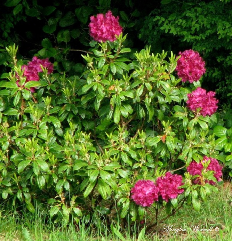 Nouvelles du Canada 141 : Rhododendrons