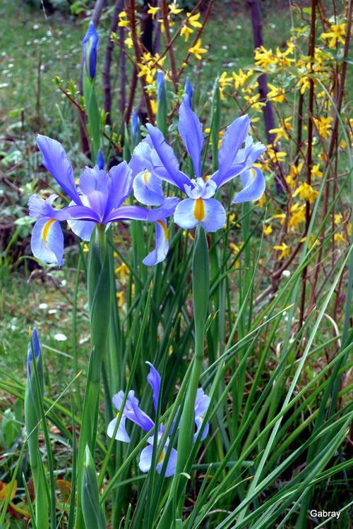 Mes iris de Hollande