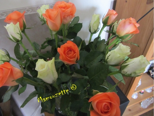 Les roses du dimanche