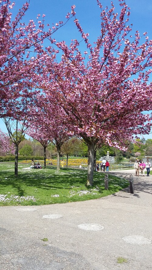 parc floral - les prunus 