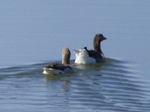 Sur les rives du barrage d'Alqueva 