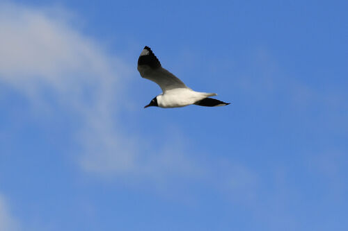 Mouette des Andes (Andean Gull)