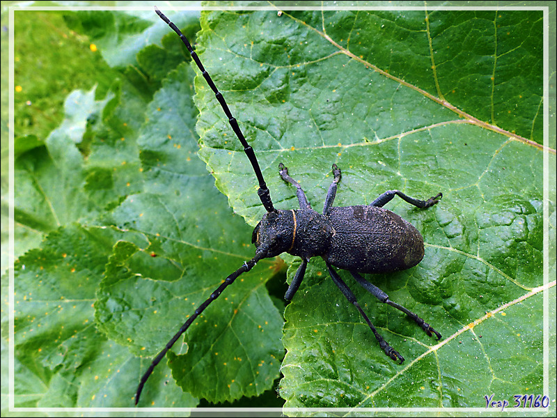 Longicorne Morime rugueux (Morimus asper) - Lartigau - Milhas - 31