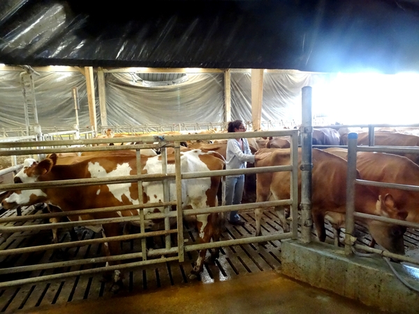 Visite de la ferme de la Guette, à Recey sur Ource, exploitation laitière biologique
