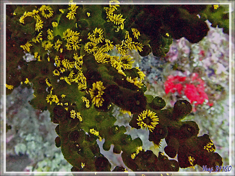 Corail-soleil noir, Tubastrée verte, Tubastrée arborescente, Branching black sun coral, Green tube coral (Tubastraea micranthus) - Betalinjona (2ème Frère) - Nosy Tsarabanjina - Mitsio - Madagascar