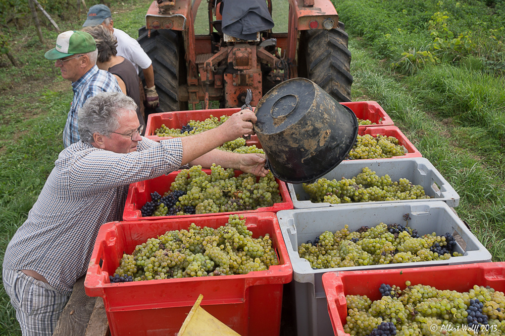 Le temps des vendanges - 3-