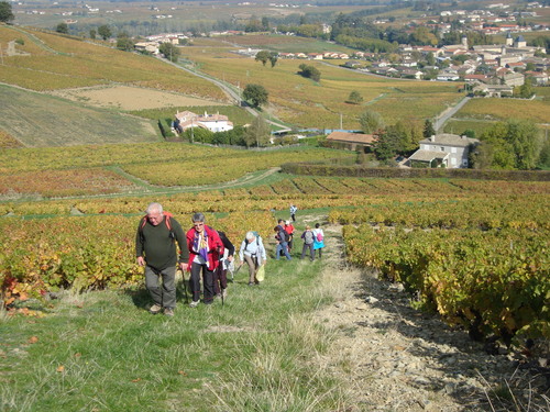   18 OCTOBRE 2015      MARCHE  ST LAGER  BROUILLY