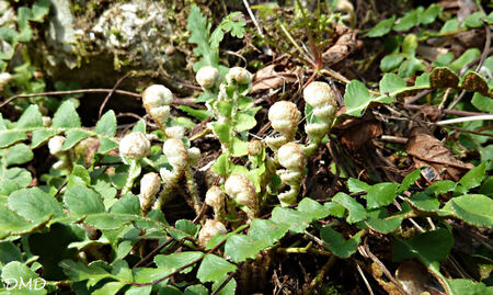 Ceterach officinarum - cétérach officinal