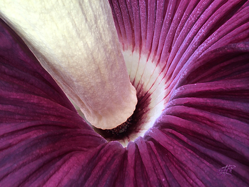 Vue plongeante sur l'intérier de la spathe du "pénis de Titan" qui a récemment fleuri au jardin botanique de Nantes.